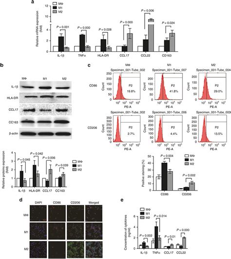 Characterization Of The M1 And M2 Macrophages A E Thp 1 Cells Were