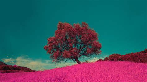 Wallpaper Id 18711 Tree Pink Photoshop Grass Lonely 4k Free