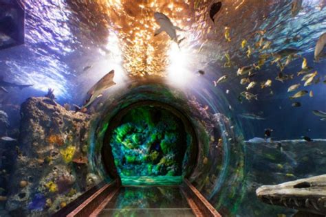 The Sea Life Aquarium At Legoland California