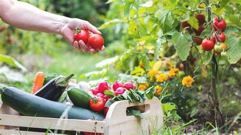 7 Really Good Reasons You Should Grow Your Own Food