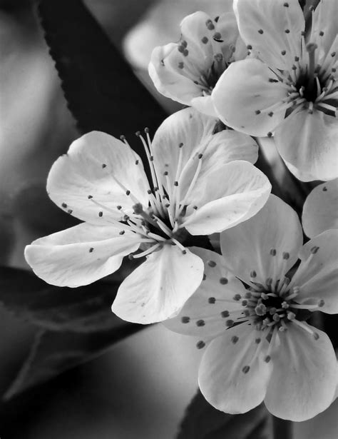 What to look for in black and white photography? Black and white flower photography certainly relies on ...
