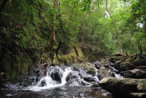Sinharaja Forest Reserve In Srilanka ~ Srilanka Tourism Advice
