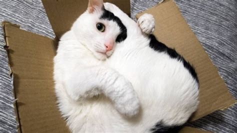 Science Finally Discovers Why Cats Love Sitting In Boxes So Much