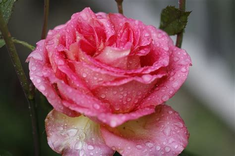 Rosa Fiore Fiori Foto Gratis Su Pixabay Pixabay