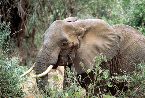 Check 'elephant' translations into english. Elephant - Simple English Wikipedia, the free encyclopedia