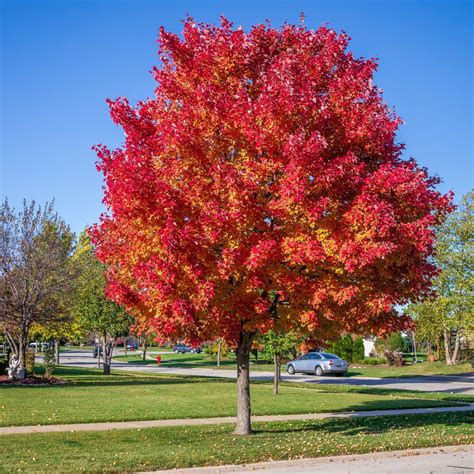 Buy Affordable Red Sunset Maple Trees At Our Online Nursery Arbor Day