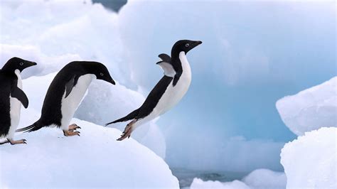 南極キングペンギン動物hdの壁紙プレビュー