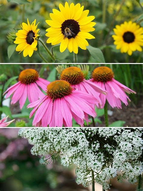 3 Container Garden Combos For Attracting Pollinators Bob Vila