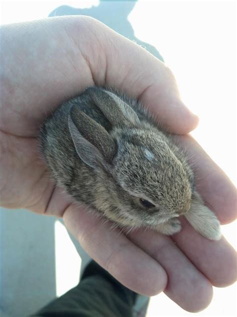 Help Me Name My Teeny Tiny Rabbit Cute Baby Bunnies Cute Funny