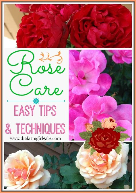 Simple Rose Care Tips And Techniques Rose Care Roses Garden Care