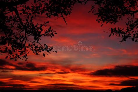 Beautiful Sunset With Tree Silhouettes Stock Photo Image Of Evening