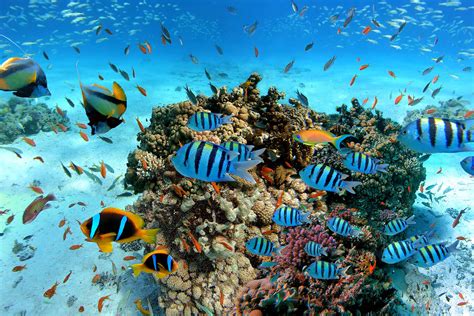 Hikkaduwa Coral Reefs Central Cultural Fund