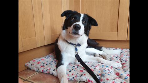 Alfie The Border Collie 4 Weeks Residential Dog Training Youtube