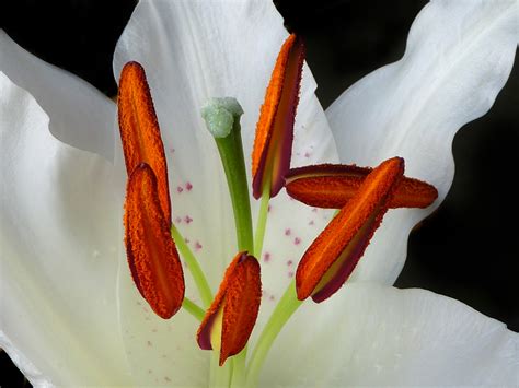 Close Up View Of Lily Flower Creative Commons Stock Image