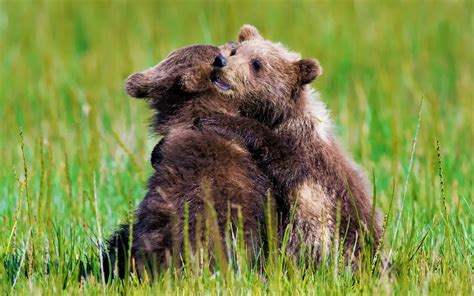 Two Bear Cubs Hugging Hd Wallpaper Background Image 1920x1200 Id
