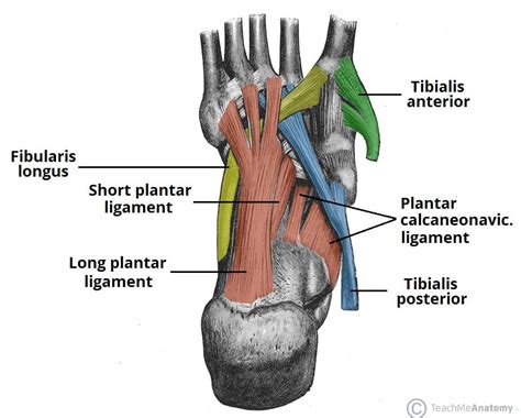 The Arches Of The Foot Longitudinal Transverse Teachmeanatomy