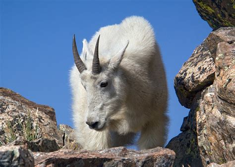 13 Types Of Mountain Goats With Pictures Pet Keen