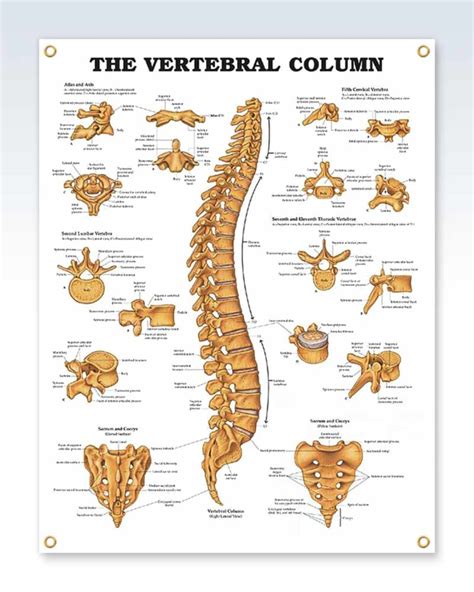 Vertebral Column Exam Room Anatomy Poster Clinicalposters