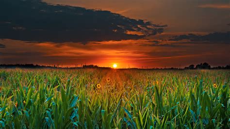 Desktop Wallpaper Sunset Over Farm Clouds Plants Skyline Hd Image