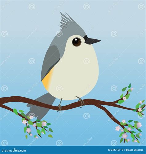 Tufted Titmouse Bird On A Branch Watercolor Illustration Hand Drawn Realistic Titmouse Native