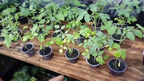 PlantaÇÃo De Tomate Com 1500 Mudas Como Plantar Tomate Youtube