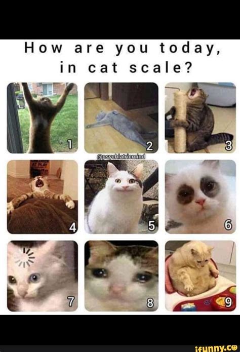 How Are You Today In Cat Scale Ifunny