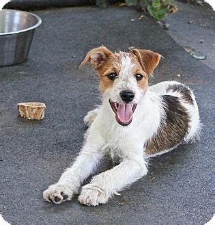 The jack russell terrier mixed with a dachshund is affectionately called a jackshund. Lucy | Adopted Puppy | Winters, CA | Jack Russell Terrier ...