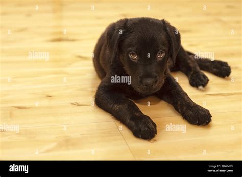Black Rottweiler Labrador Retriever Mixed Breed Puppy Dog Model Release