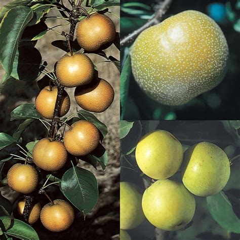 3 On 1 Asian Pear Pear Trees Stark Bros