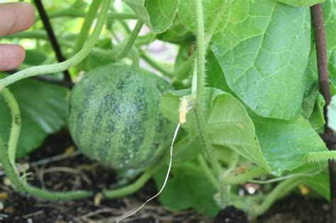 Brooding On: Growing Melons on a Trellis