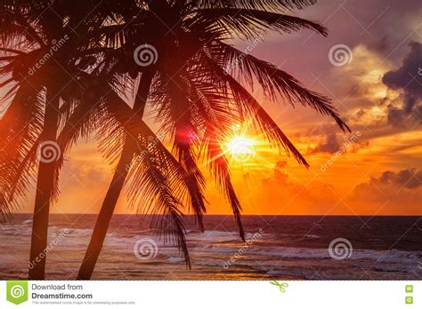 Tropical Sunset Scene With Palms Stock Photo Image Of Horizon Clouds