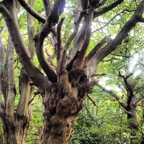 Old Gnarly Tree Arboles Raro