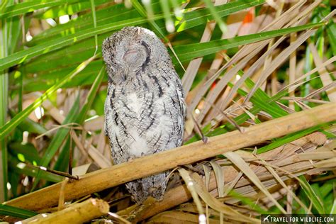 South African Owls A Guide To The Owl Species Found In South Africa Travel For Wildlife