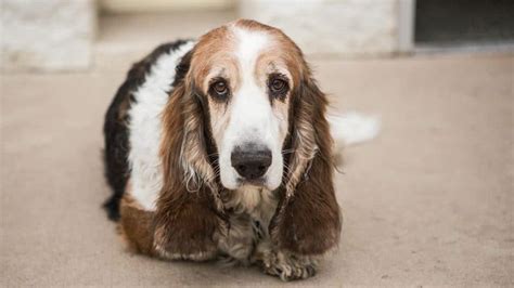 However, due to random gene expression even among purebred lineages, sometimes a long haired basset hound will be born. long haired basset hounds - Google Search in 2020 | Lazy ...