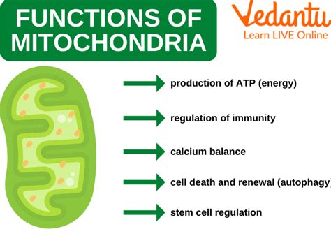 Mitochondria Structure Functions And Facts