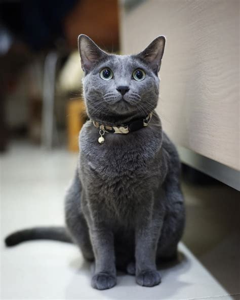 Think about how you express your different emotions through vocalized sounds. 6 Hypoallergenic Cat Breeds for People With Allergies ...