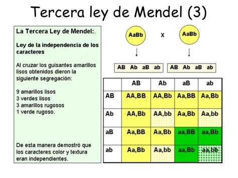 La tercera Ley De Mendel es conocida también como Ley de la Herencia