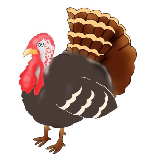 Turkey Feather Clipart Free Download On Clipartmag