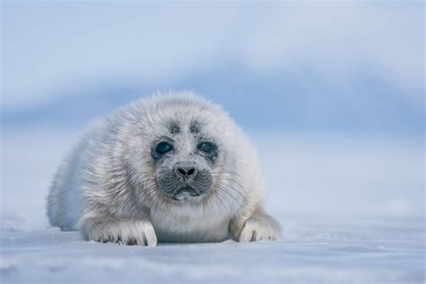 Photographer Captures Adorable Baby Seal Under The Ice Of Lake Baikal