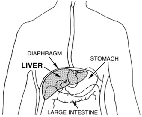 The human body is one complex network, universally accepted as the most intriguing construct. Metastatic liver cancer prognosis | General center ...