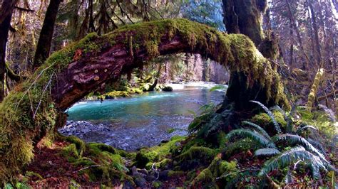 8 Reasons To Explore Olympic National Park