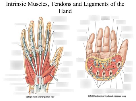 Diagram In The Thumb Ligaments Diagram Mydiagram Online