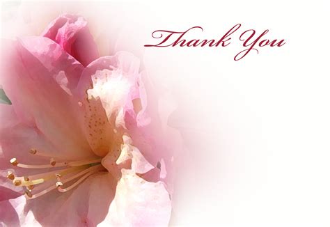 Thank You Pink Lily 60mm X 90mm Florist Cards Kp Supplies