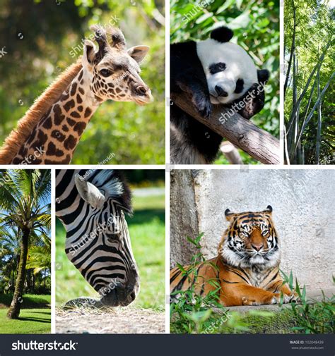 Zoo Collage Six Photos Different Animals Stock Photo
