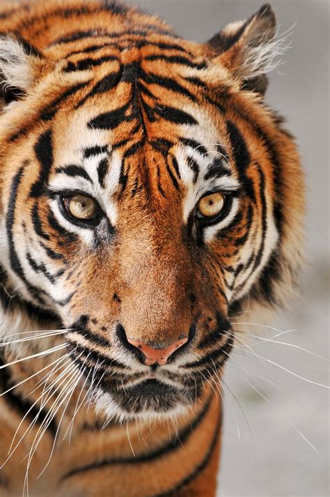 Sumatran Tigress By Tambako The Jaguar Animals Wild Animals