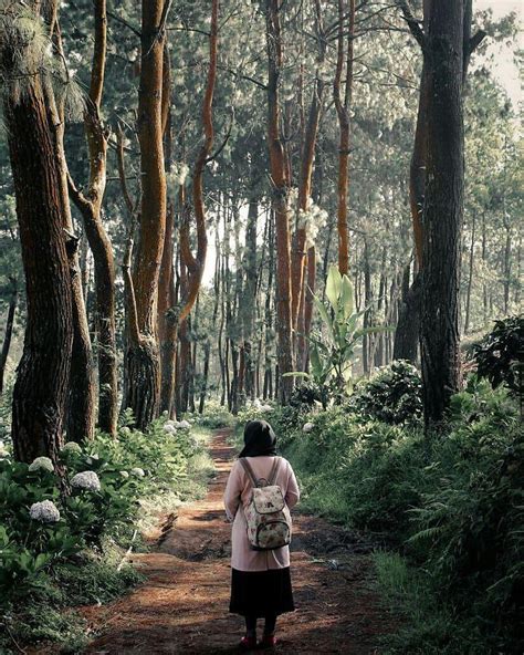 5 Pine Forest In Malang Amazing Malang