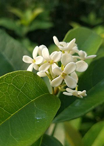 3 Gallon Sweet Tea Olive Osmanthus Evergreen Shrub Or Small Tree Fragrant White Flowers