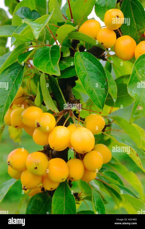 Yellow Crab Apple Tree In Fruit Stock Photo Alamy