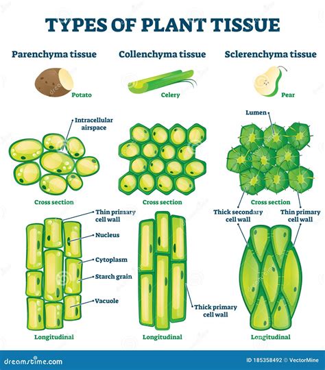 Plant Tissue Types Vector Illustration Labeled Educational Structure