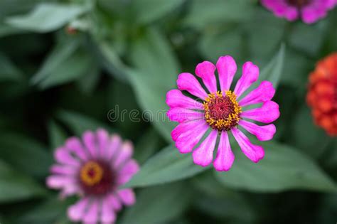 Gerbera Flower In The Garden Stock Photo Image Of Nature Bright